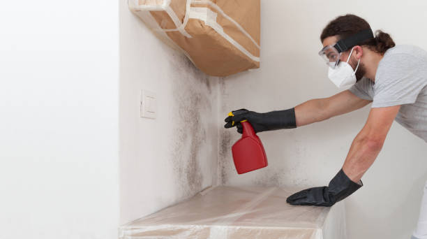 Professional Basement Mold Remediation technician working in Lake Worth Beach, FL